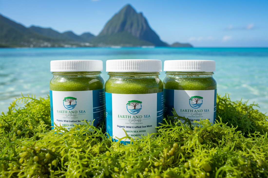 Three jars of Earth and Sea Wellness Organic Green Sea Moss with Moringa surrounded by fresh green sea moss in Caribbean ocean water with St. Lucia Pitons in the background