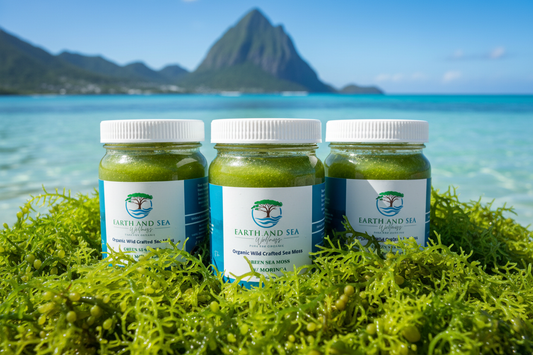 Three jars of Earth and Sea Wellness Organic Green Sea Moss with Moringa surrounded by fresh green sea moss in Caribbean ocean water with St. Lucia Pitons in the background