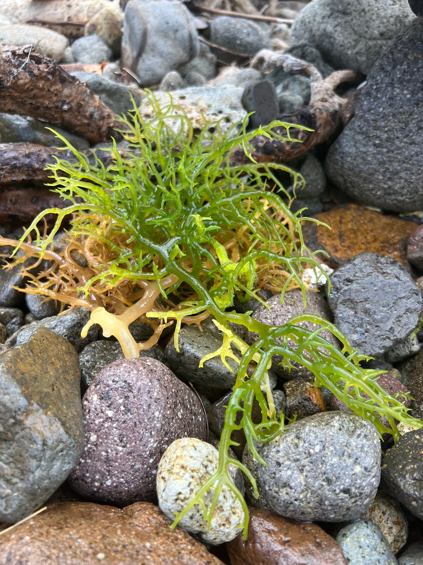 ORGANIC GREEN SEA MOSS W/MORINGA (16 OZ)