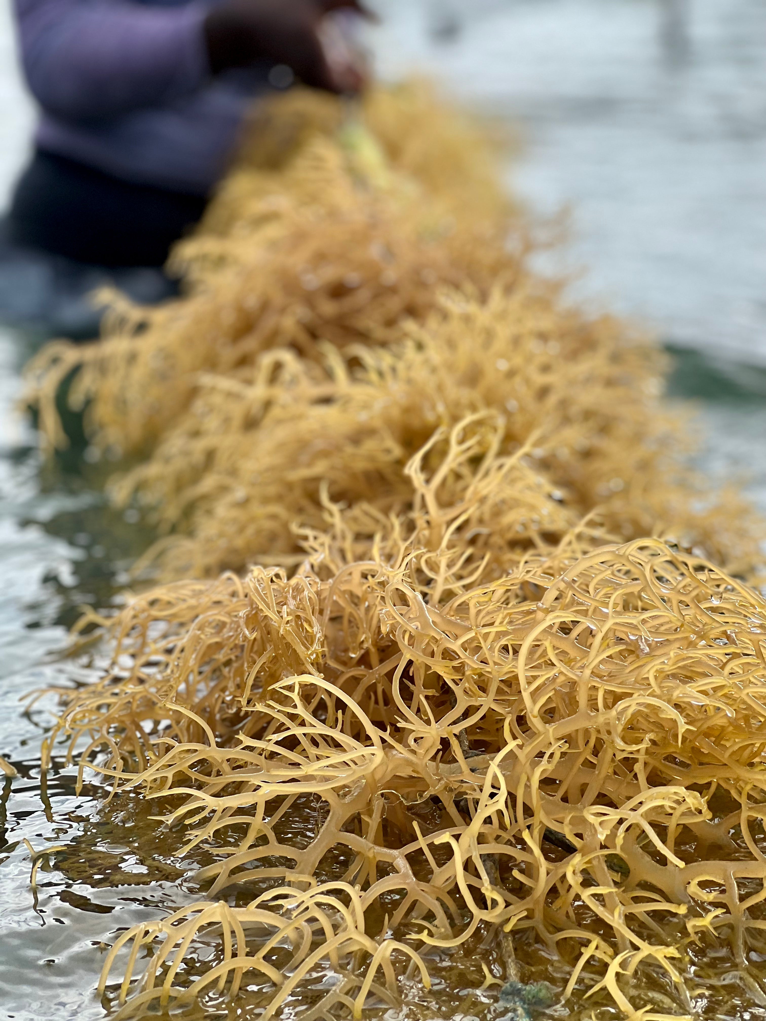 thumbnail image 2 of 100g Wildcrafted Purple Sea Moss From Grenada – 100% Organic Sun Dried Irish Moss 2 of 4