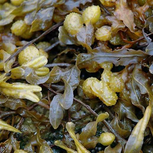 ORGANIC SEA MOSS W/ BLADDERWRACK (16 OZ)