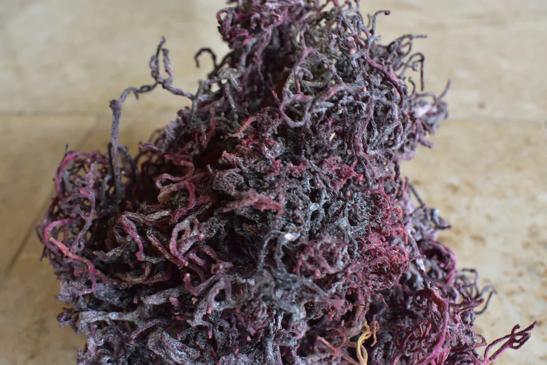 RAW PURPLE WILD CRAFTED SEA MOSS (4 OZ)